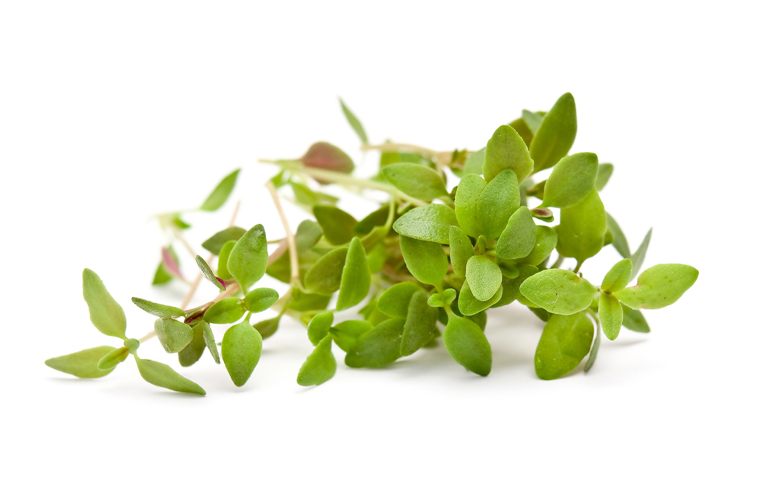 Oregano Natural good Health for your animal
